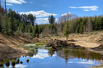 Hennhofen: Biotopweg Nord durch den Weisinger Forst