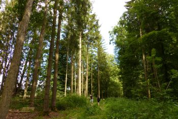 Wallanlage Stuhlenberg bei Eppishofen